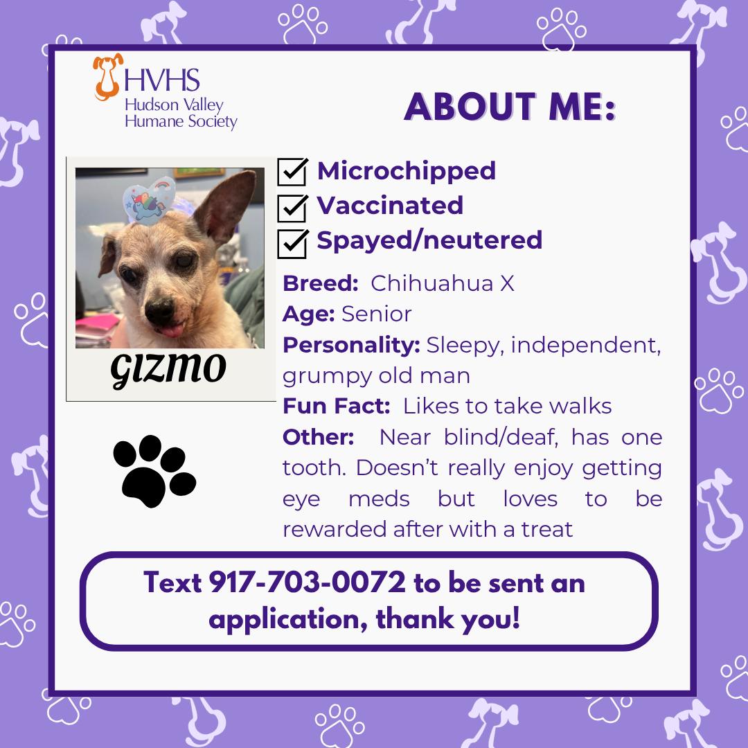 Enlarge GIZMO, a ADOPTABLE mixed breed in Pomona, NY image 2/2