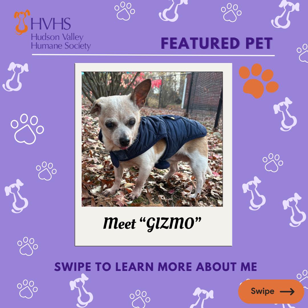 GIZMO, ADOPTABLE, Senior Male Chihuahua.