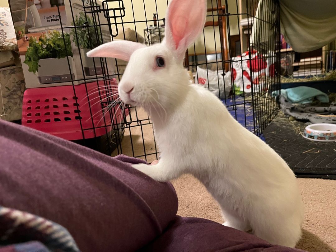 Vinnie