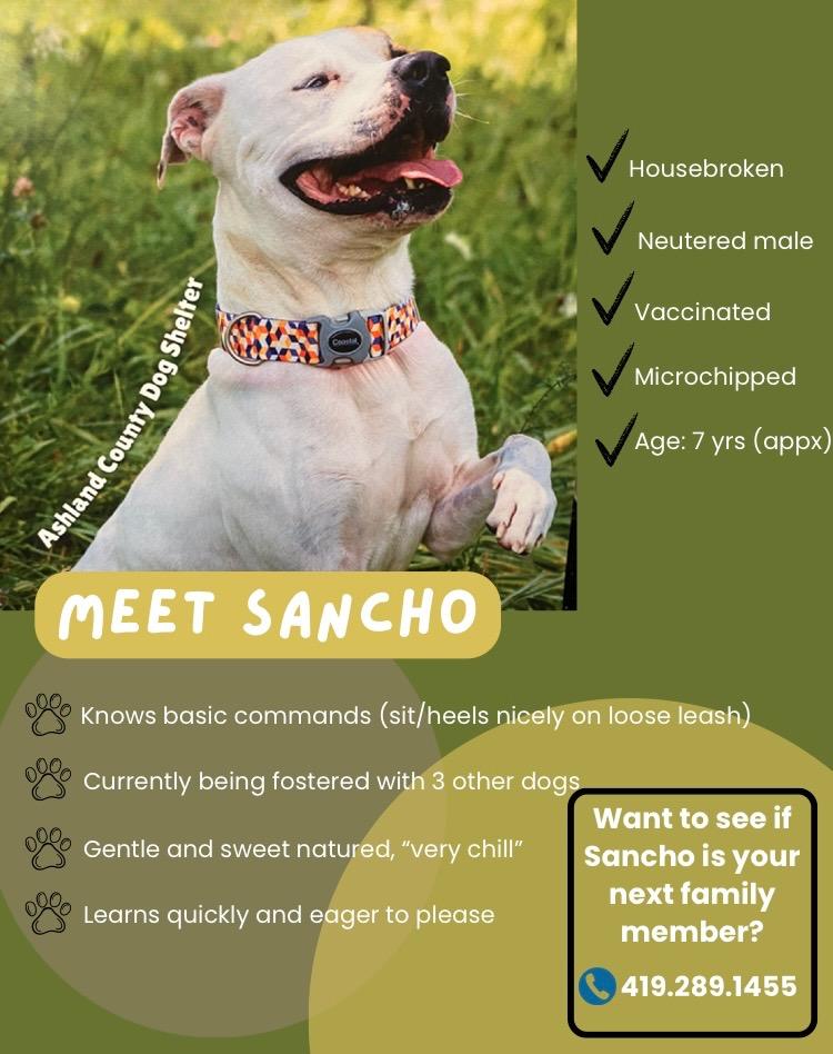 Sancho, Adoptable, Adult Male Pit Bull Terrier.