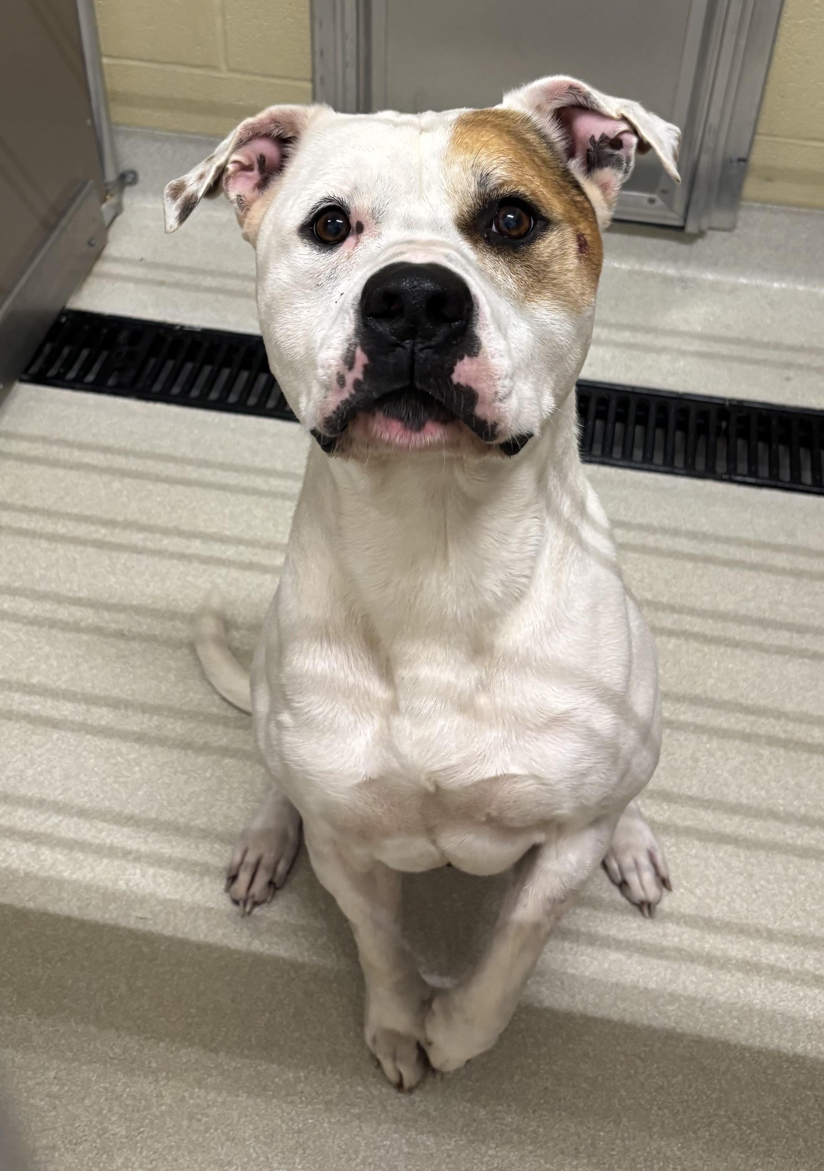 Sancho, Adoptable, Adult Male Pit Bull Terrier.