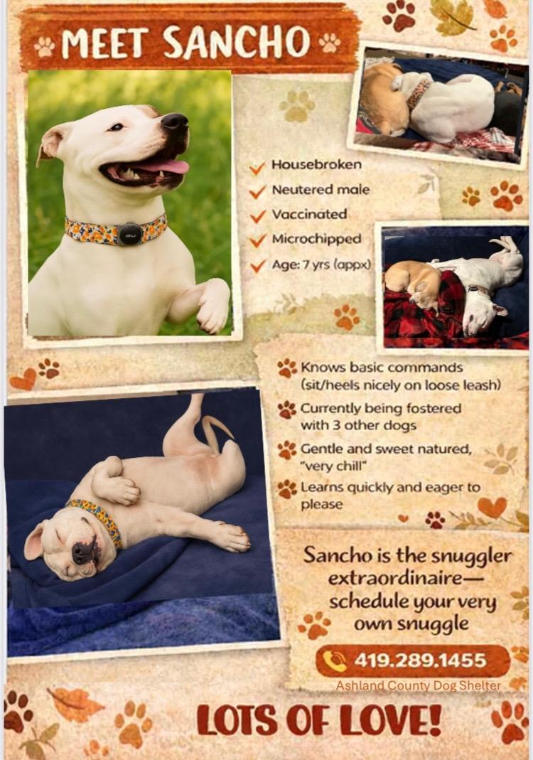 Enlarge Sancho, a Adoptable mixed breed in Ashland, OH image 1/1