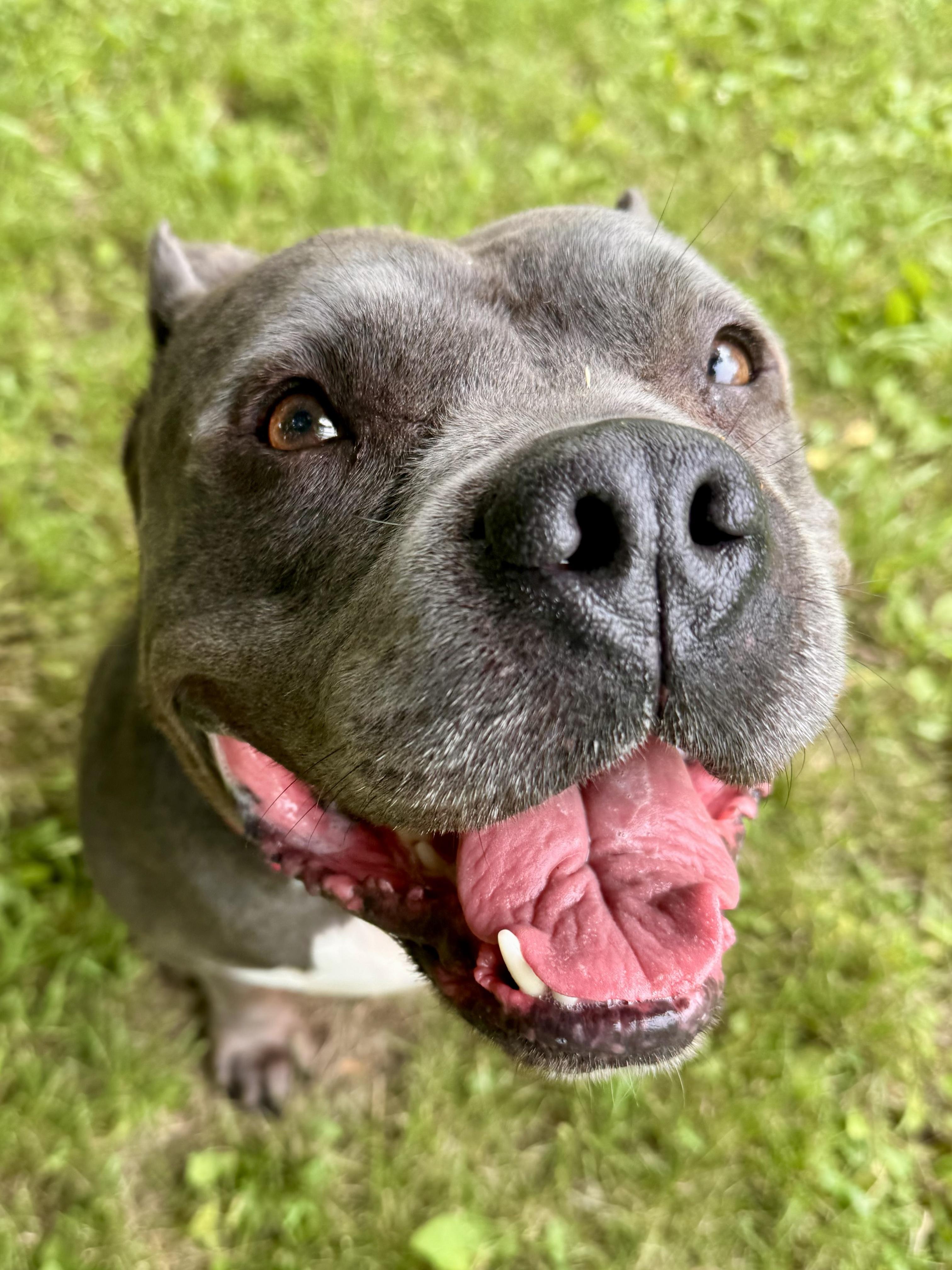 Cash, a ADOPTABLE mixed breed in Midland, MI image 1/5