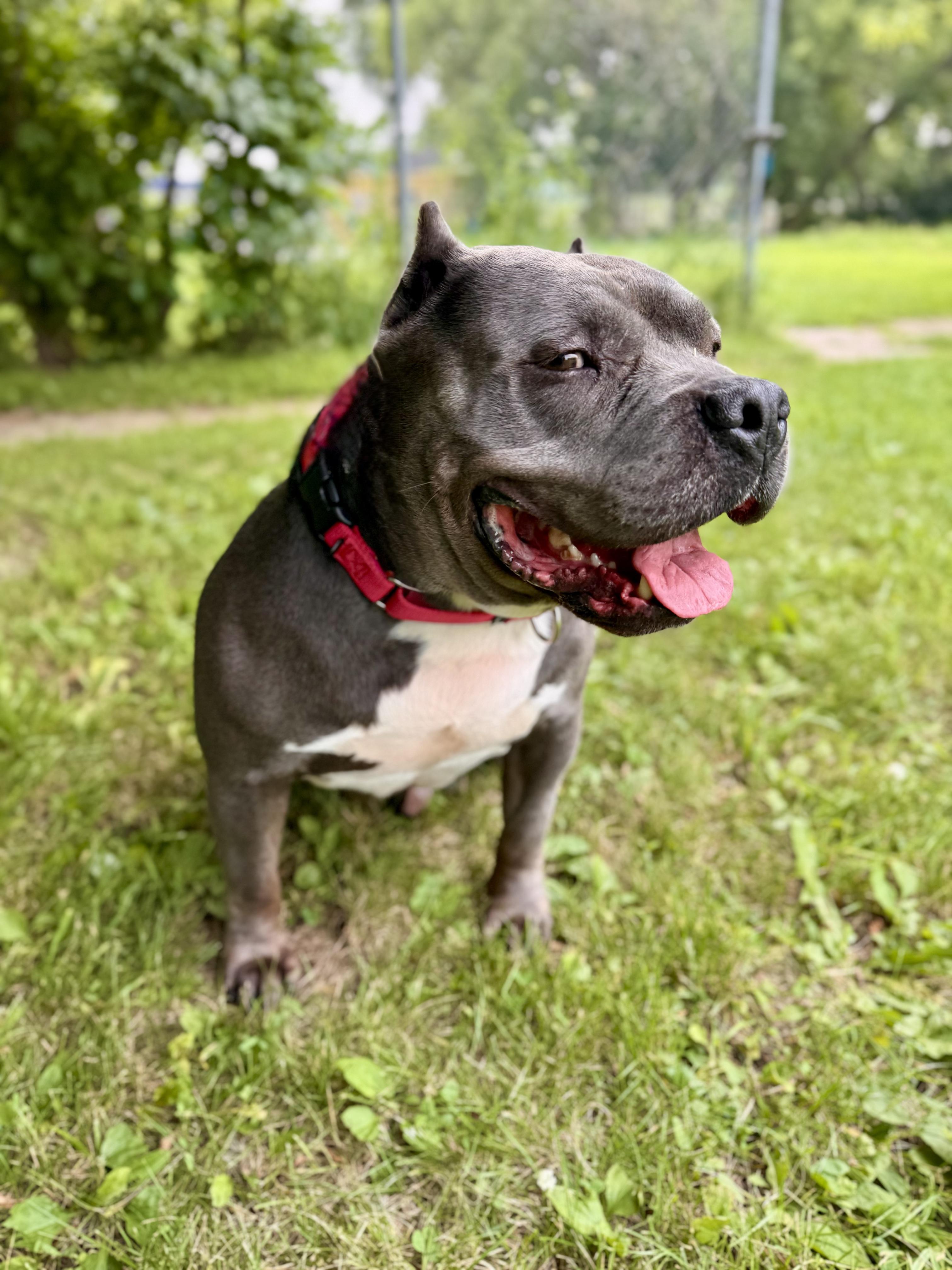 Cash, a ADOPTABLE mixed breed in Midland, MI image 5/5
