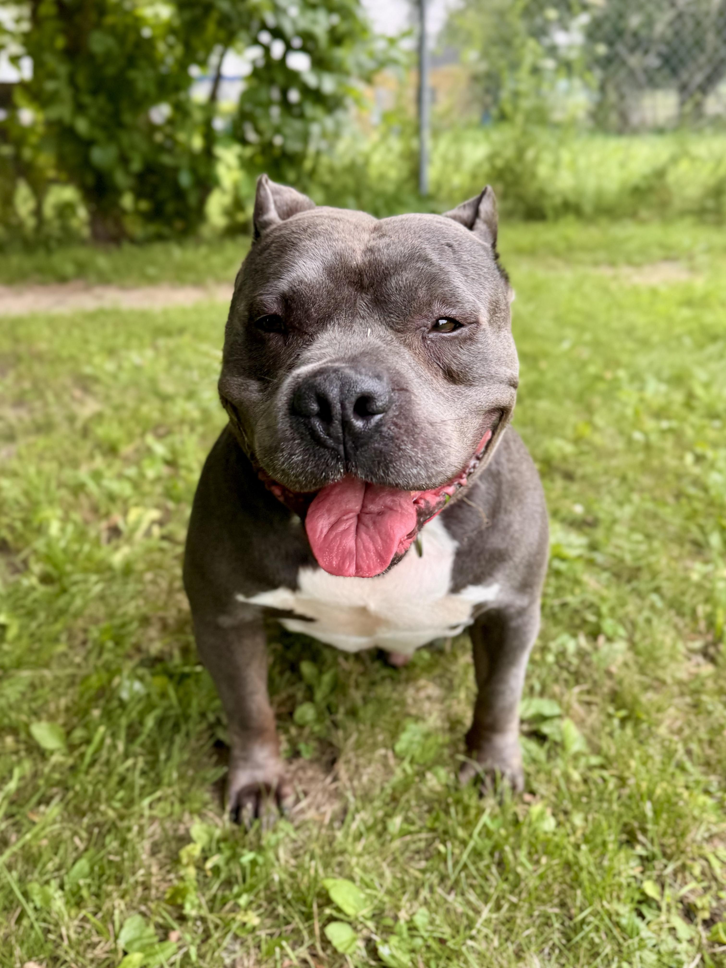Cash, a ADOPTABLE mixed breed in Midland, MI image 2/5