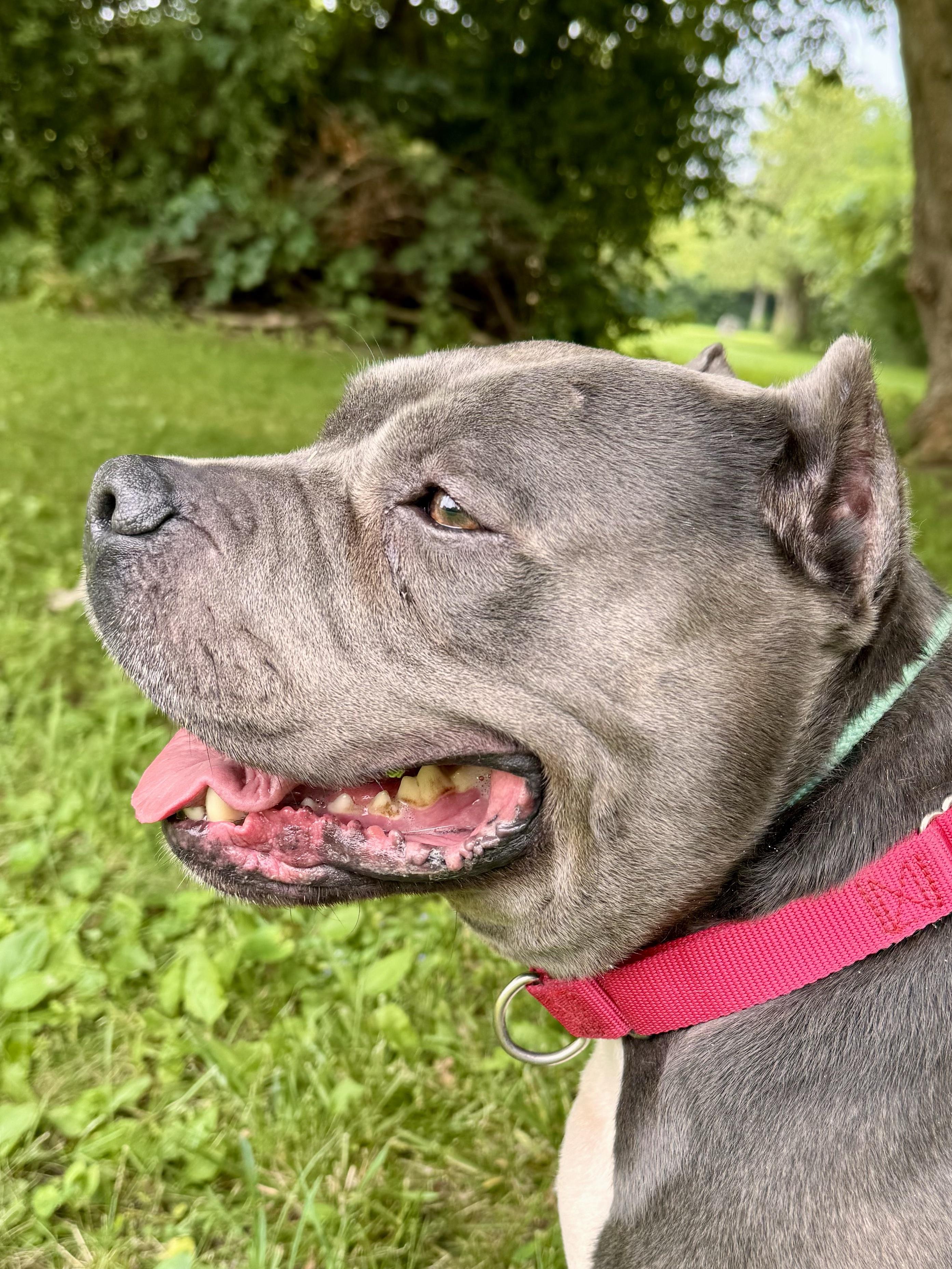 Cash, a ADOPTABLE mixed breed in Midland, MI image 4/5