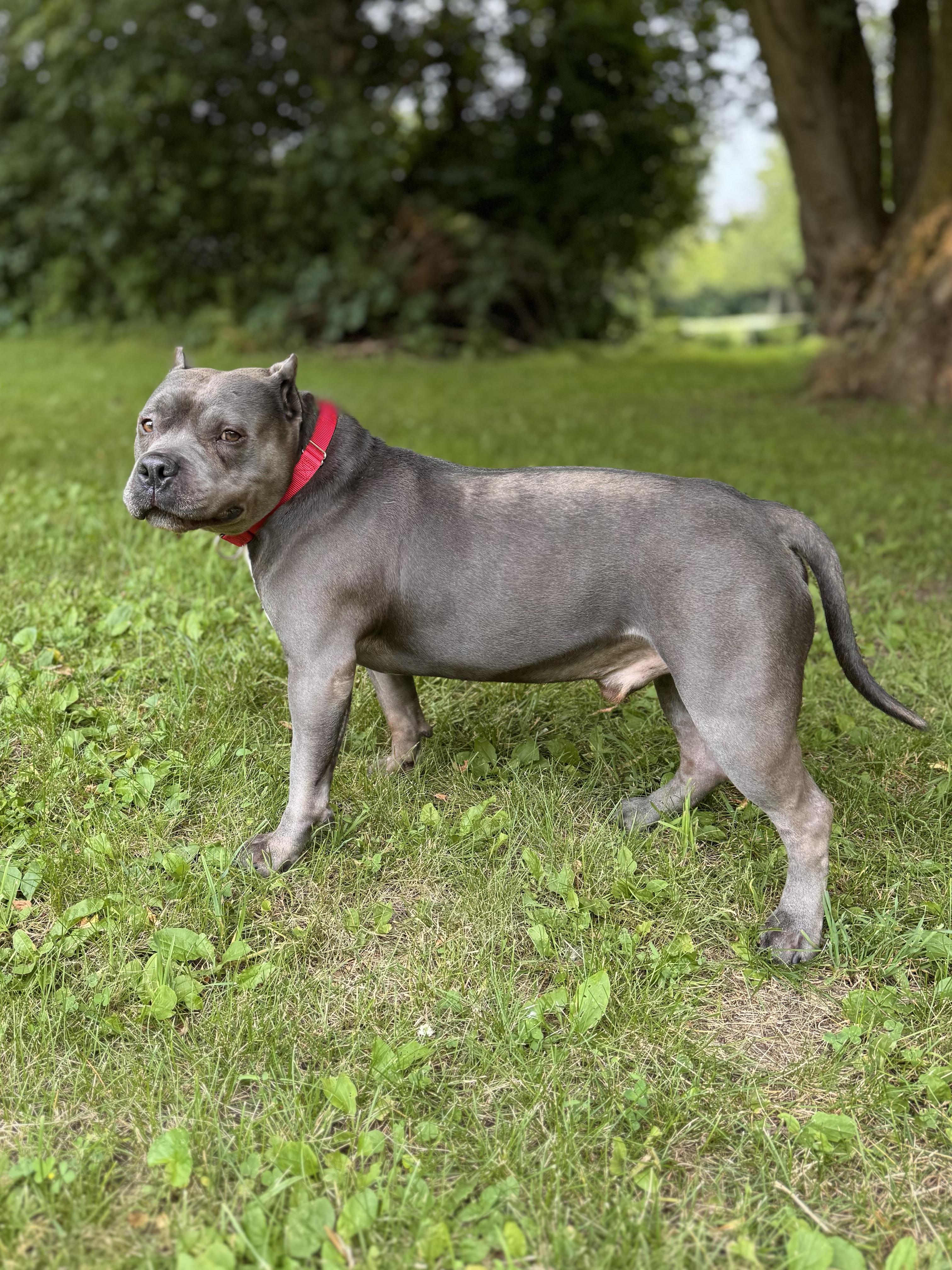 Cash, a ADOPTABLE mixed breed in Midland, MI image 3/5