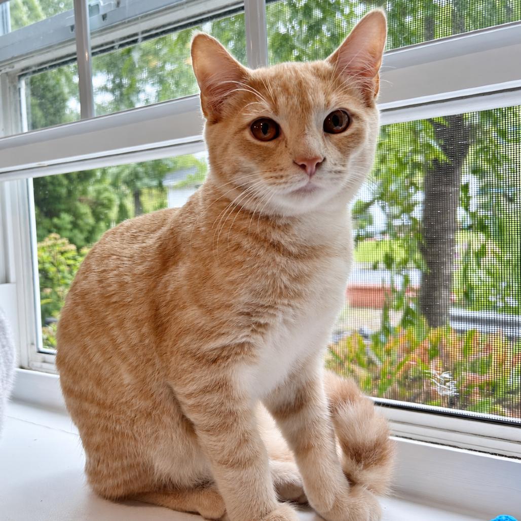 Enlarge Lemony, a Adoptable Domestic Short Hair in Wakefield, MA image 2/3