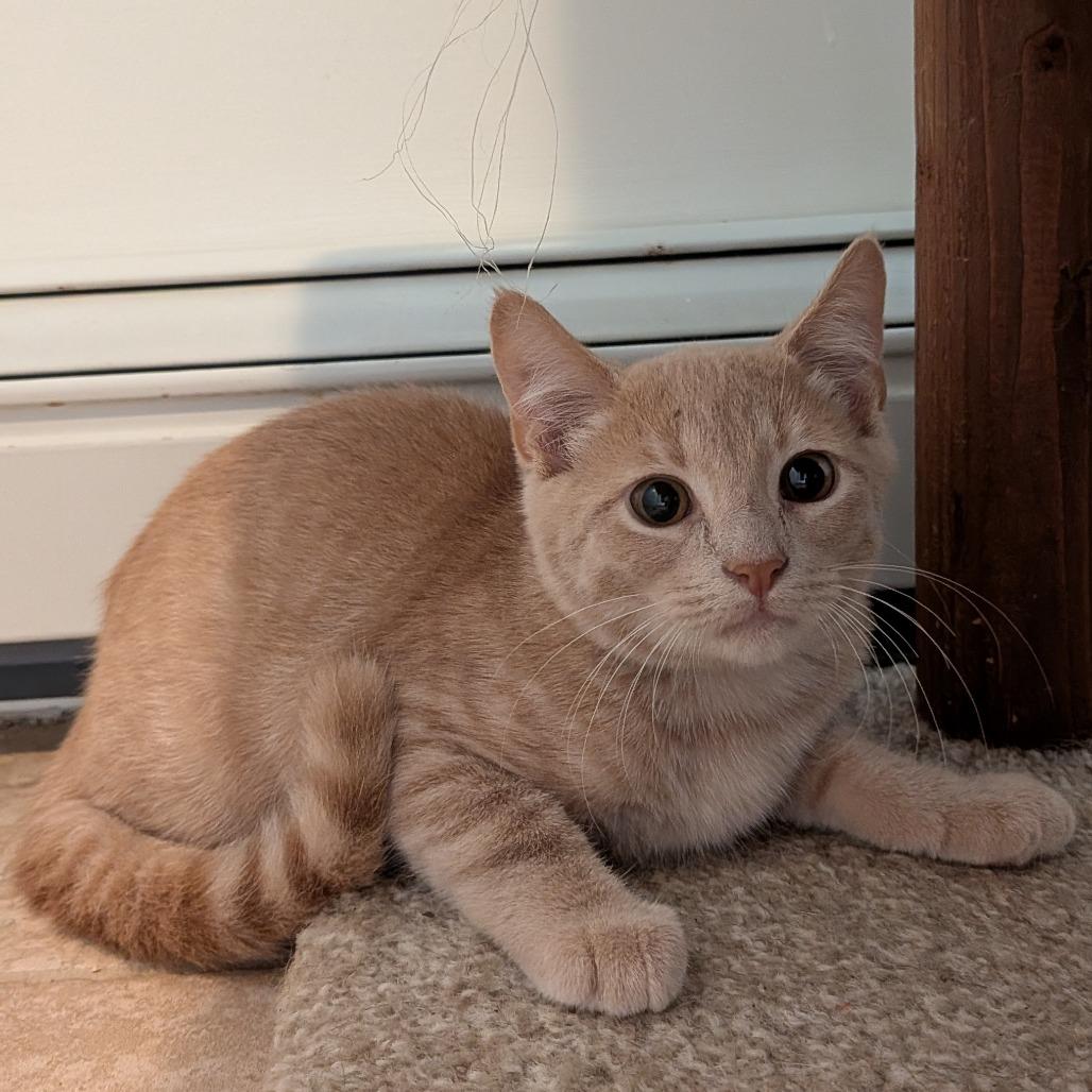 Enlarge Lemony, a Adoptable Domestic Short Hair in Wakefield, MA image 3/3