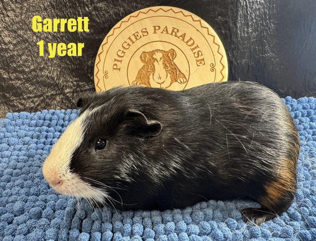 Garrett, Adoptable, Young Male Short-Haired.