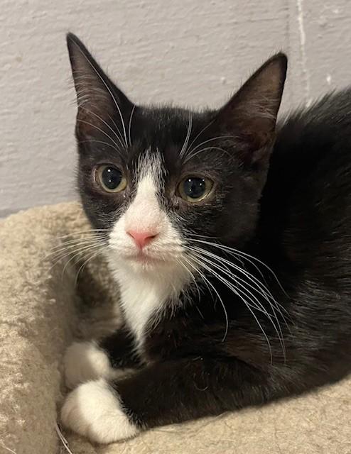 Enlarge Hallow (LE), a Adoptable Domestic Short Hair in Little Falls, NJ image 1/2