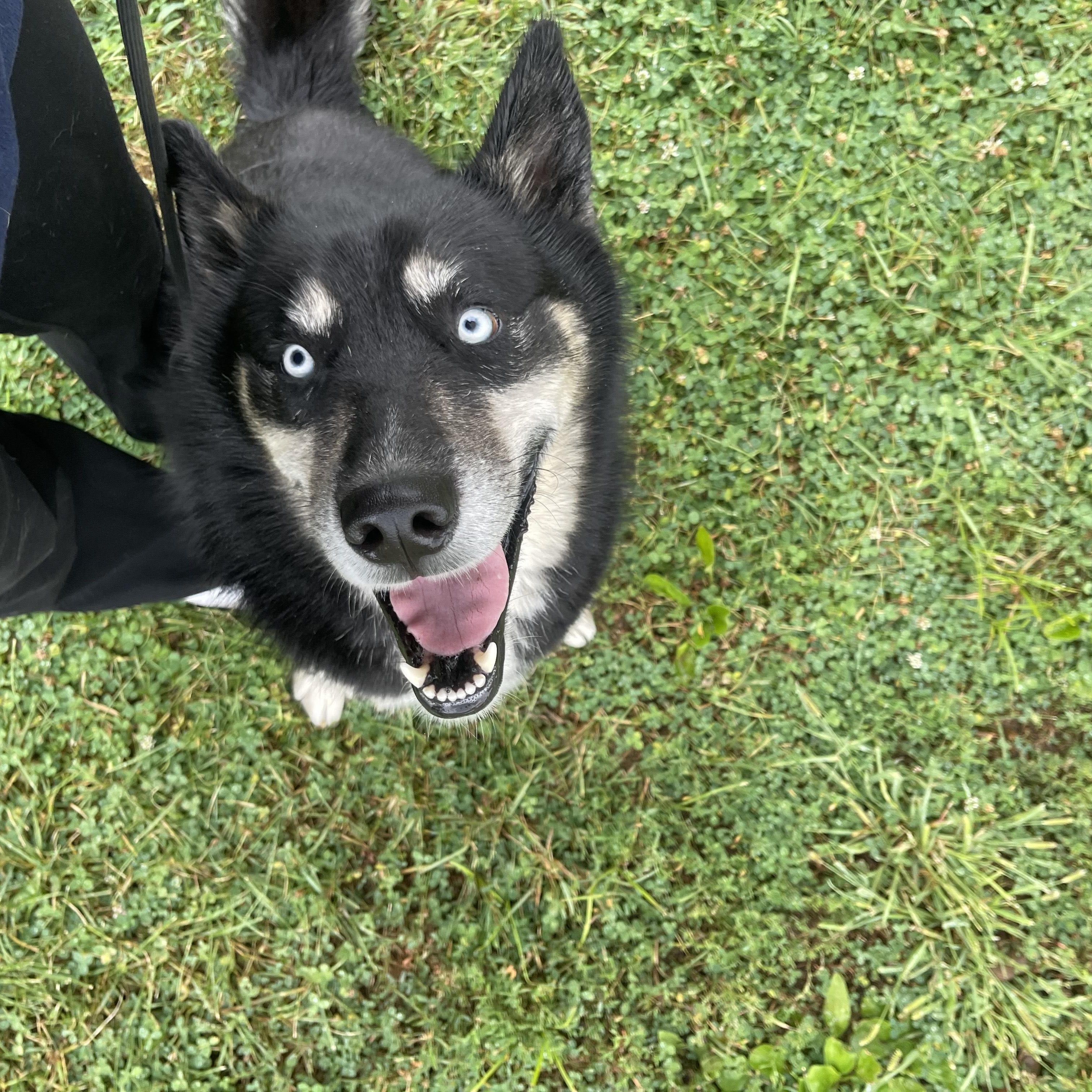 Valko