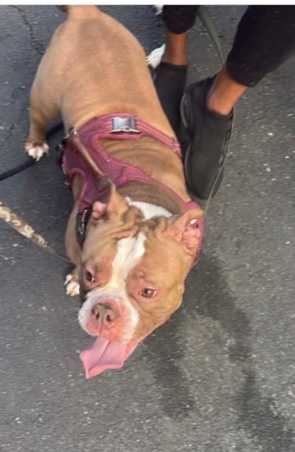 Louise, Adoptable, Adult Female Terrier & Mixed Breed.