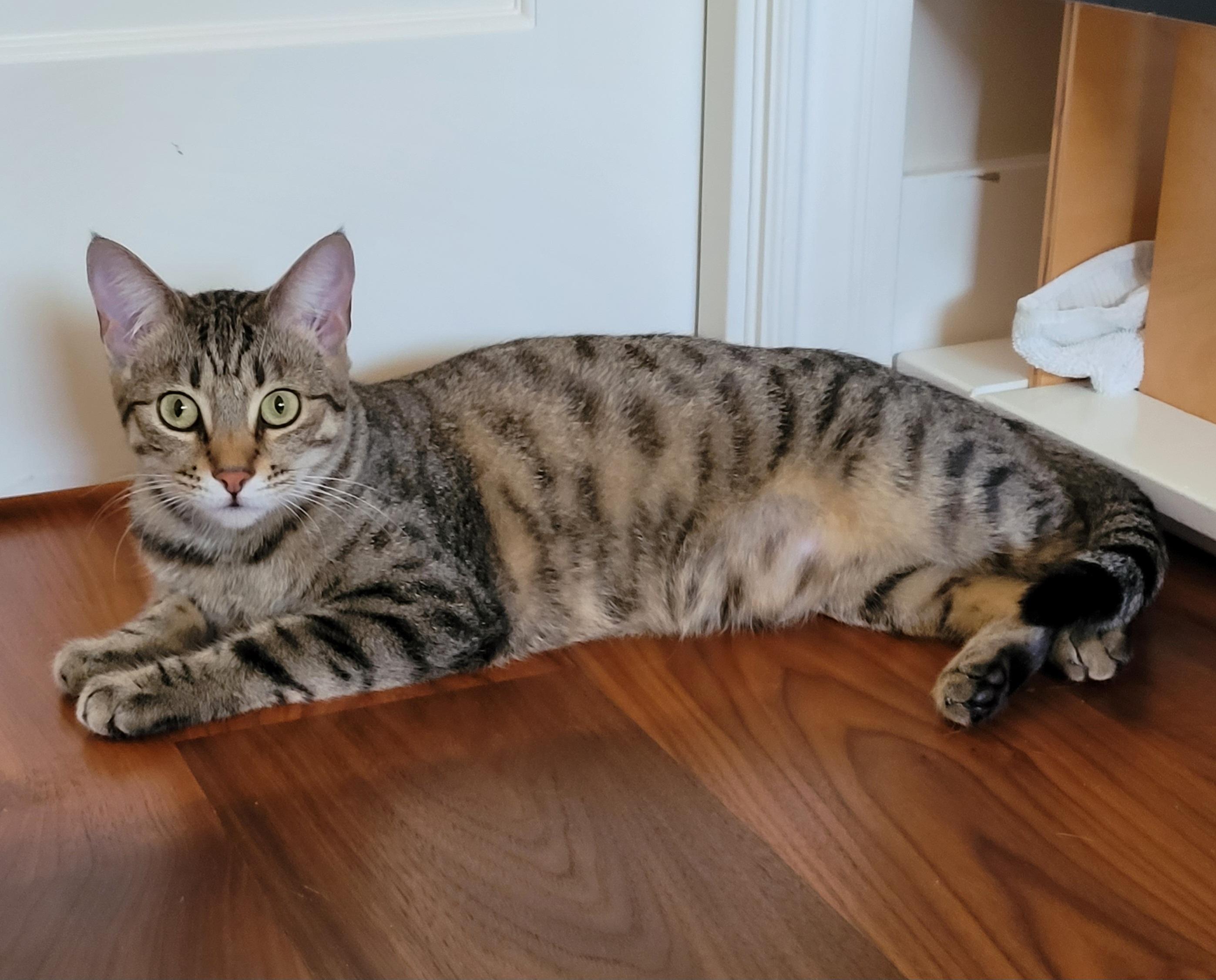 Enlarge Mia & Missy, a Adoptable mixed breed in Redwood city, CA image 2/5