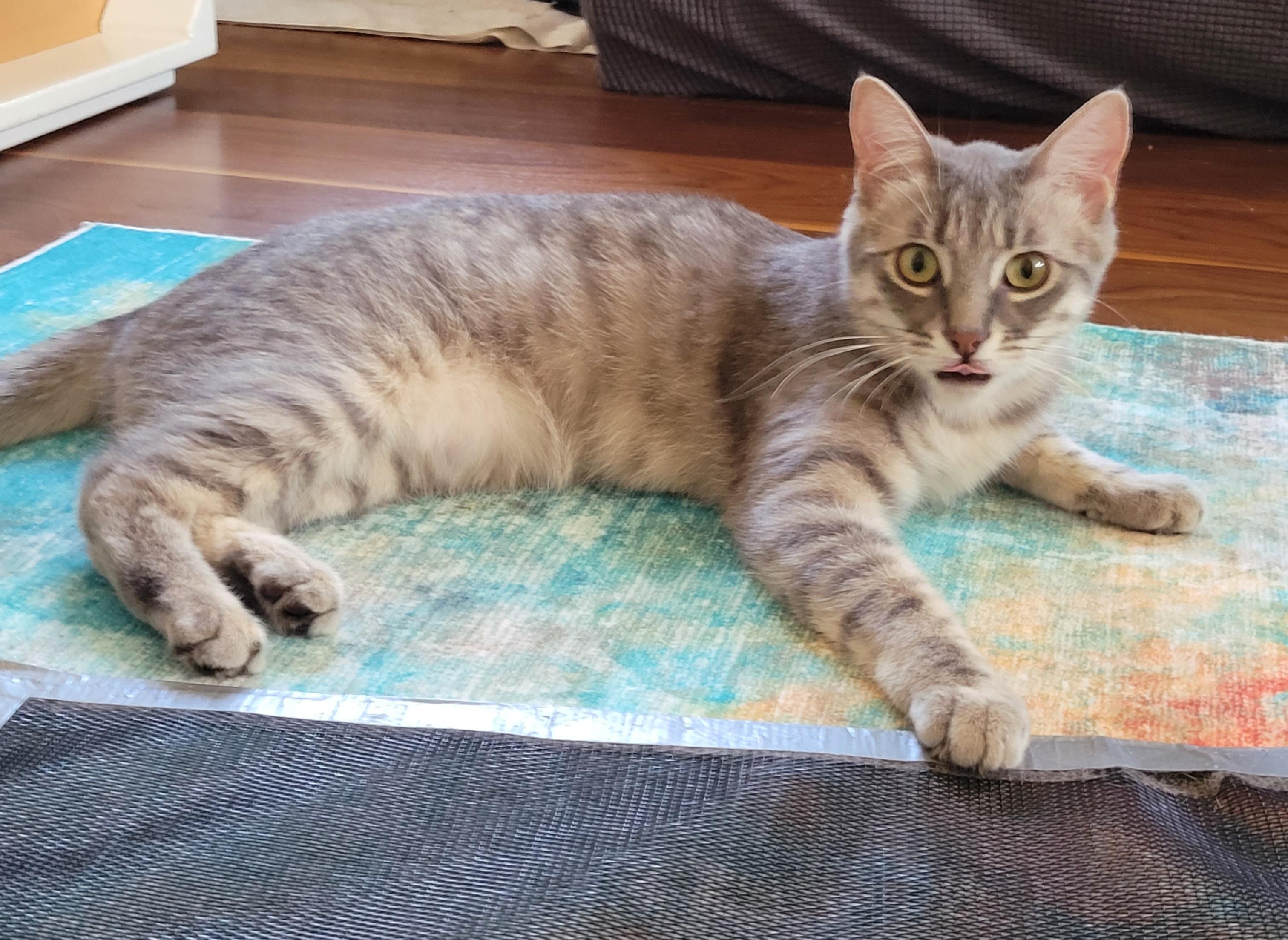 Enlarge Mia & Missy, a Adoptable mixed breed in Redwood city, CA image 3/5