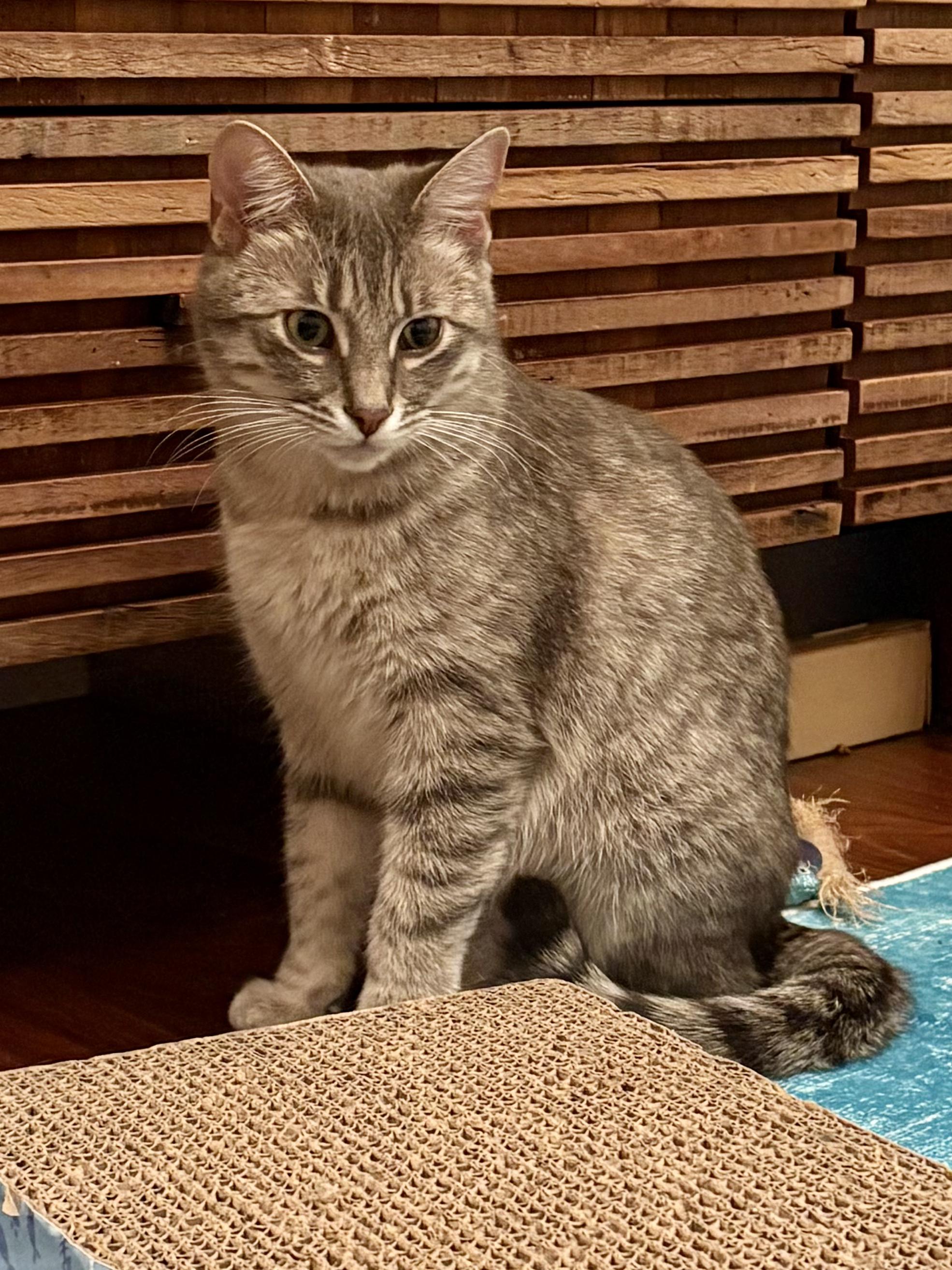 Enlarge Mia & Missy, a Adoptable mixed breed in Redwood city, CA image 5/5