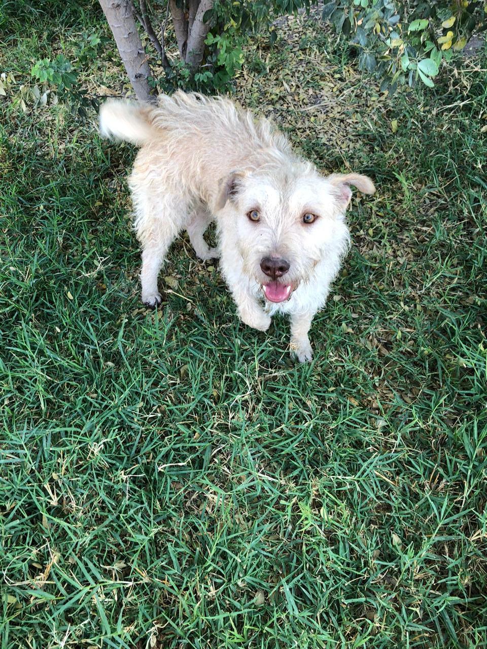MONCHO, a ADOPTABLE mixed breed in Auburn, WA image 2/3