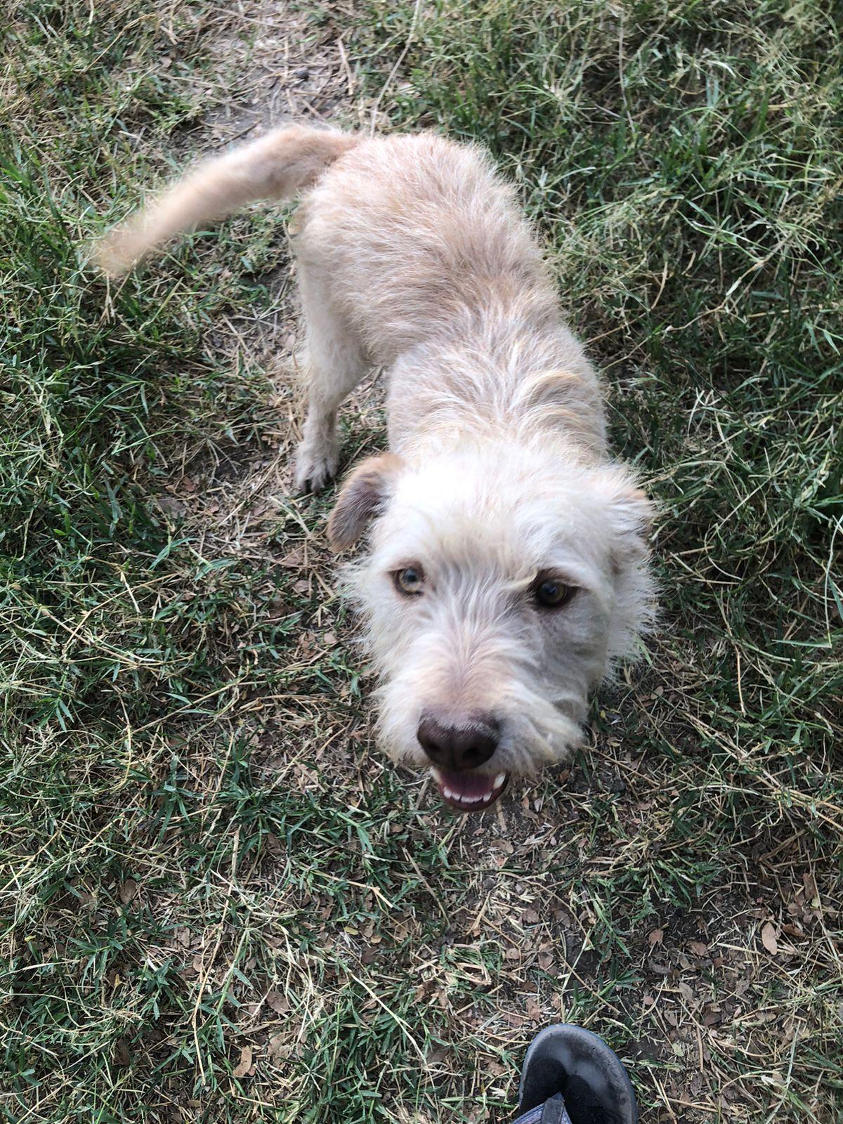 MONCHO, ADOPTABLE, Young Male Norwich Terrier.