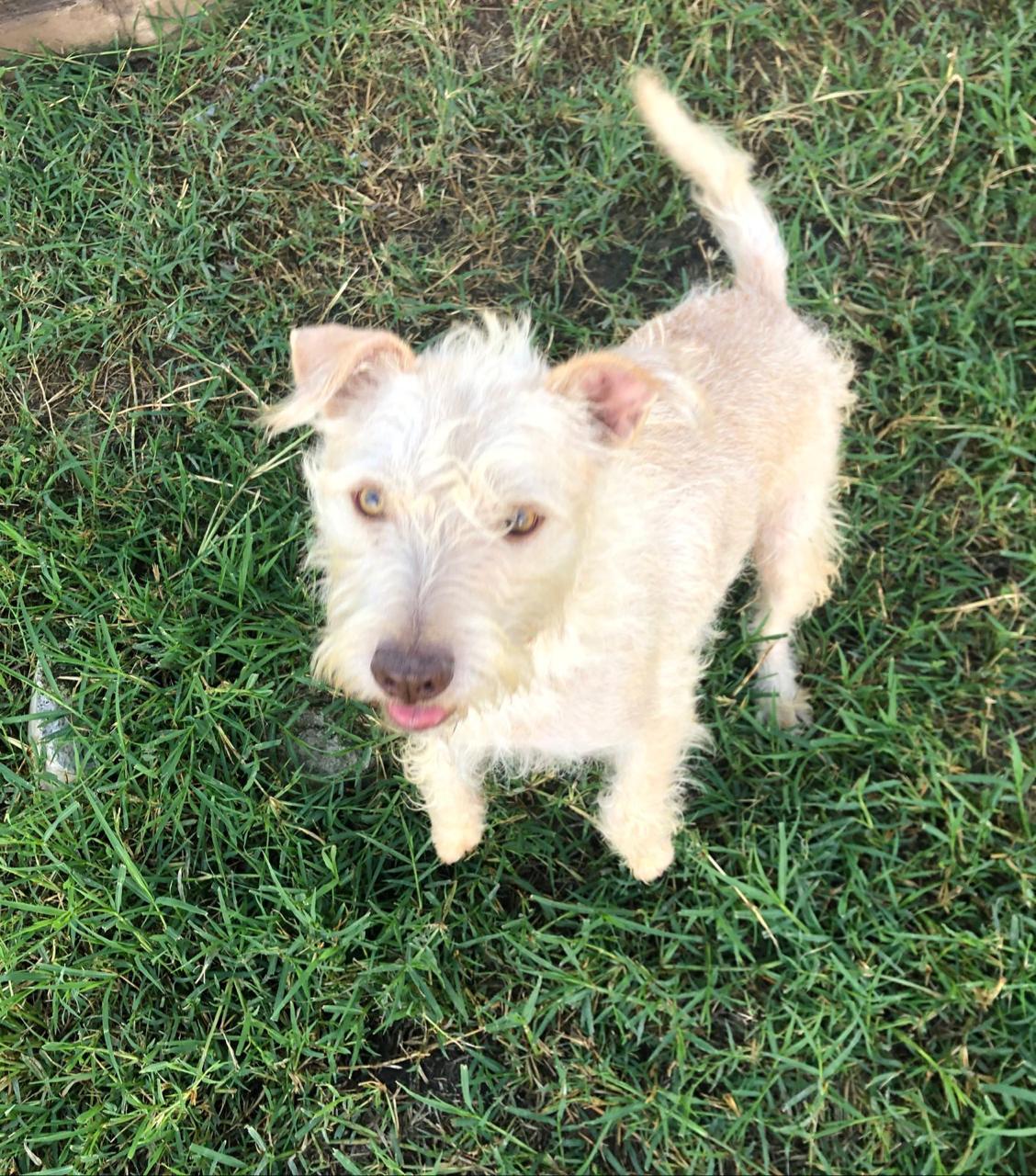 MONCHO, a ADOPTABLE mixed breed in Auburn, WA image 3/3