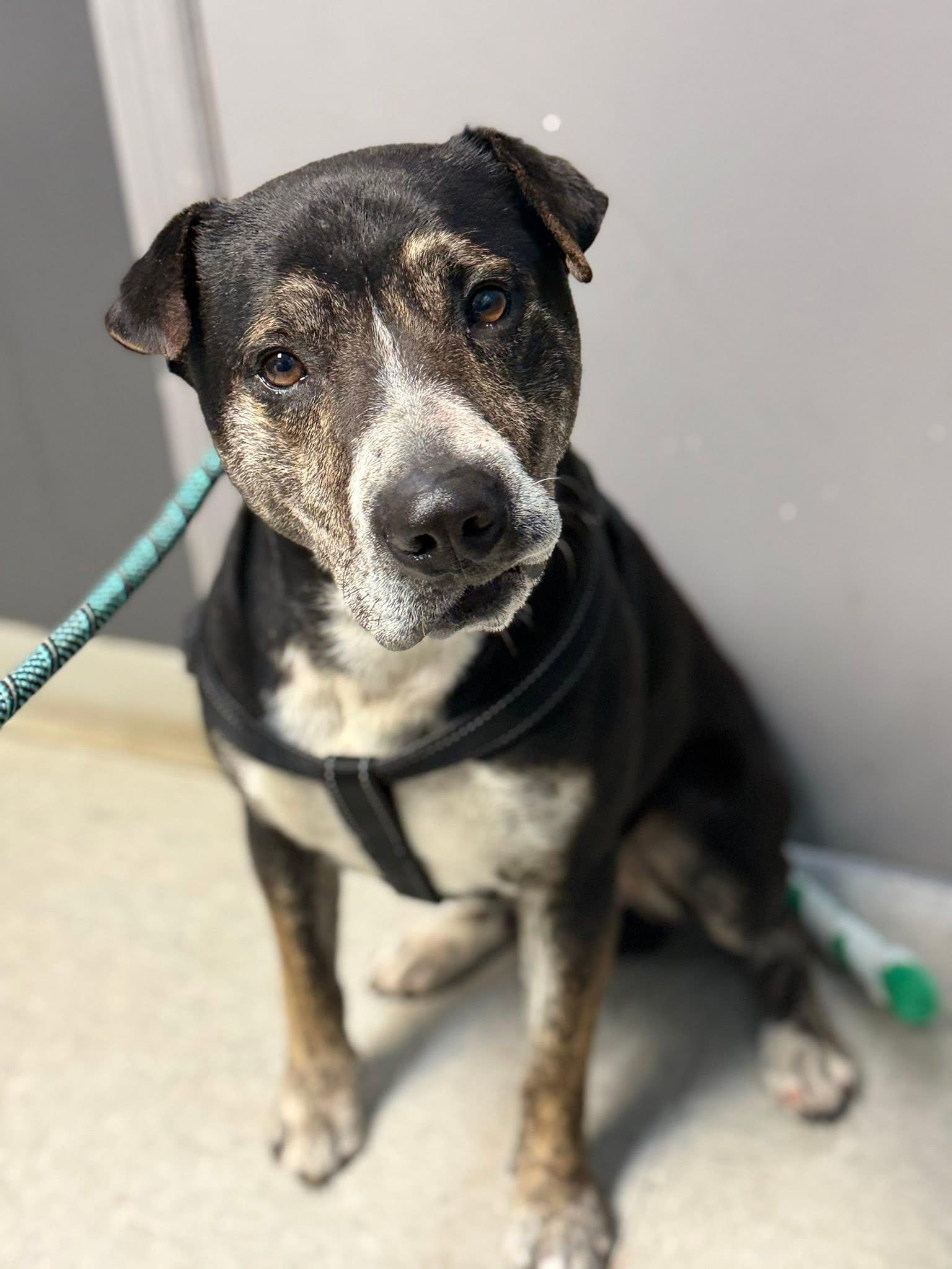 Bo, ADOPTABLE, Adult Male Australian Cattle Dog / Blue Heeler.