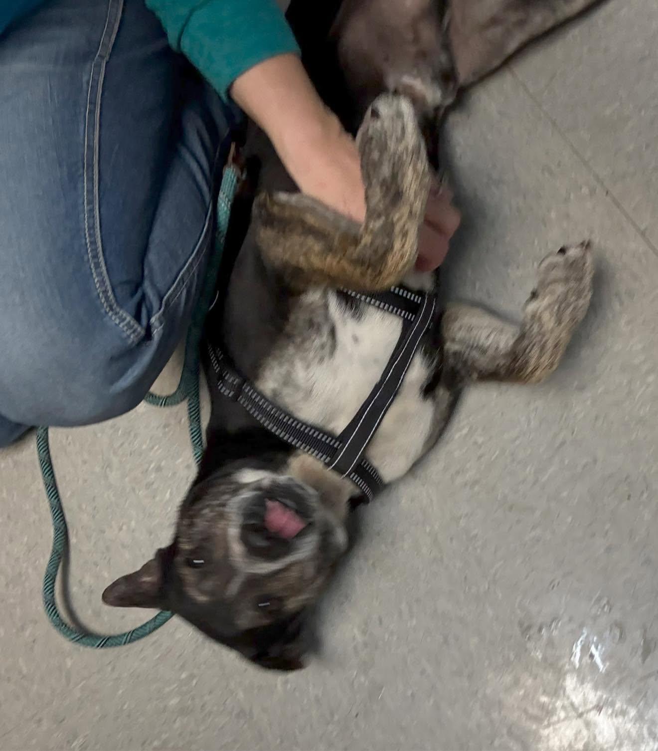 Enlarge Bo, a ADOPTABLE Australian Cattle Dog / Blue Heeler in Royalton, IL image 3/4