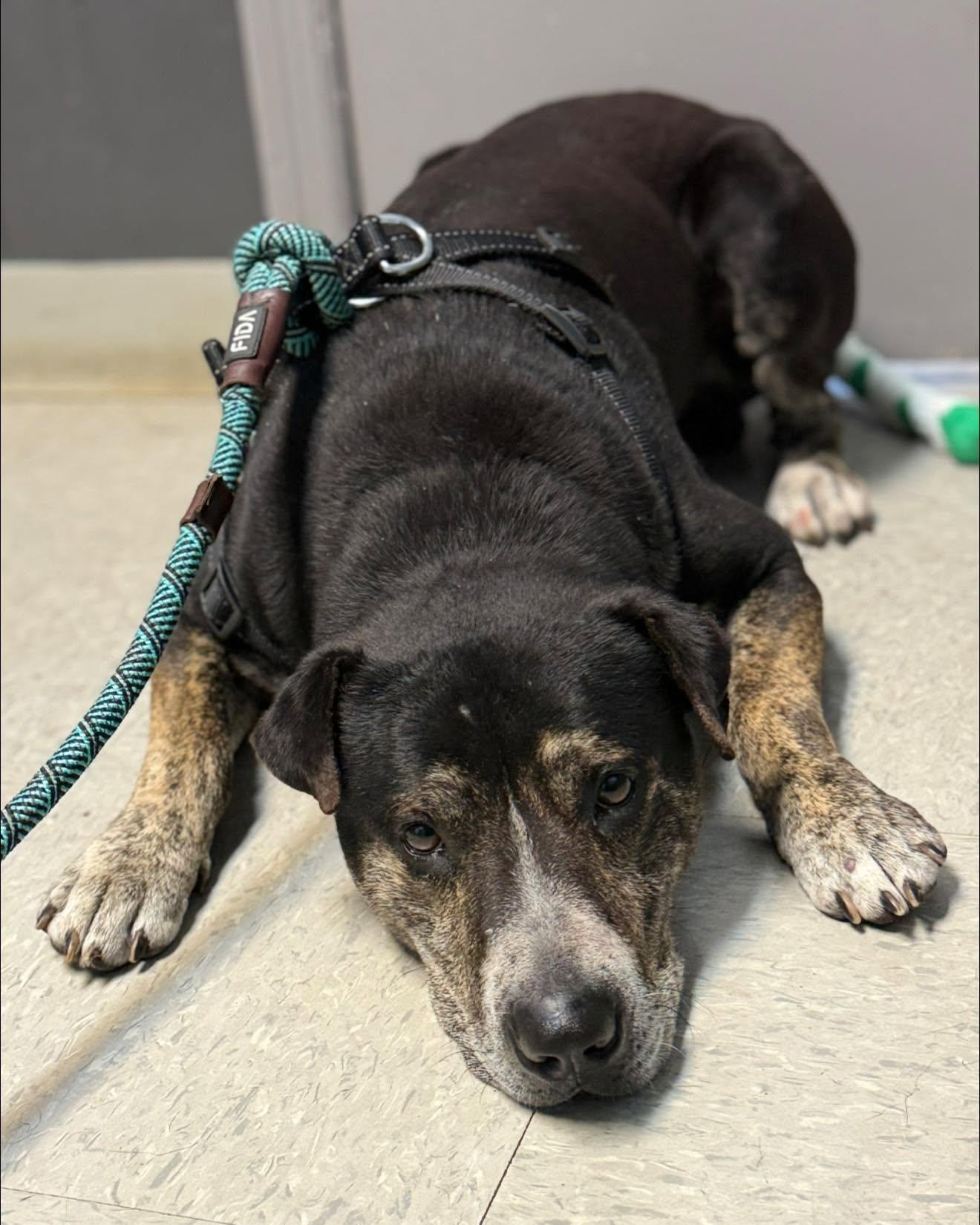 Enlarge Bo, a ADOPTABLE Australian Cattle Dog / Blue Heeler in Royalton, IL image 2/4
