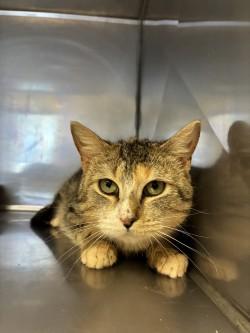 Enlarge Zelda, an adopted Domestic Short Hair in King George, VA image 1/3