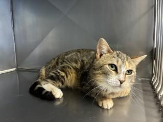 Enlarge Zelda, an adopted Domestic Short Hair in King George, VA image 3/3