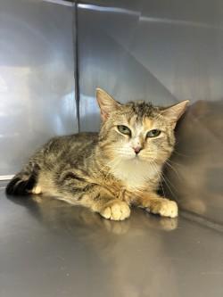 Enlarge Zelda, an adopted Domestic Short Hair in King George, VA image 2/3