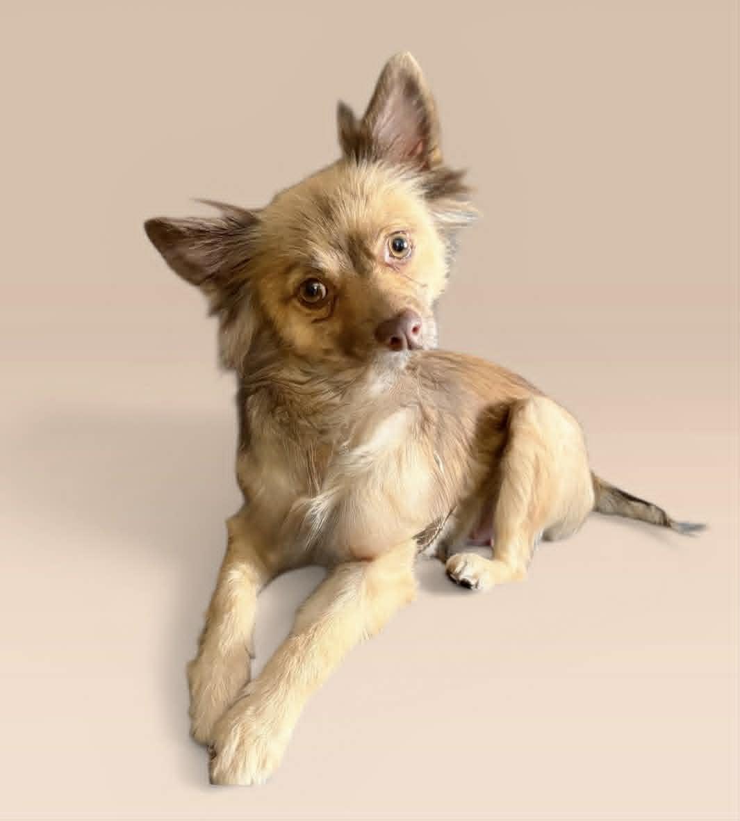 Enlarge Kirby, a ADOPTABLE mixed breed in Yonkers, NY image 2/2