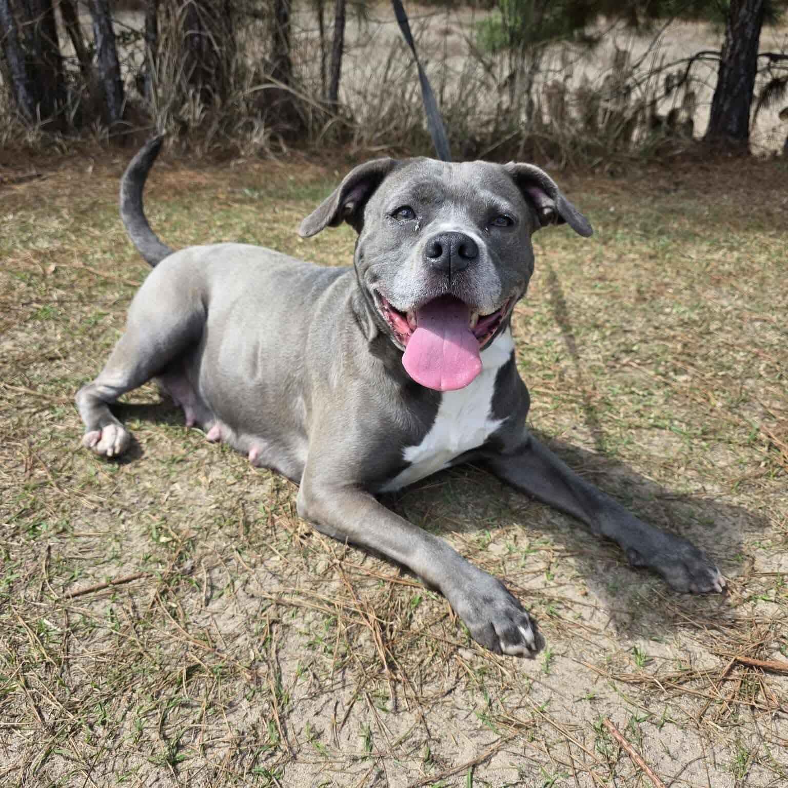 Enlarge Winnie Mae, a Adoptable mixed breed in Southfield , MI image 5/5