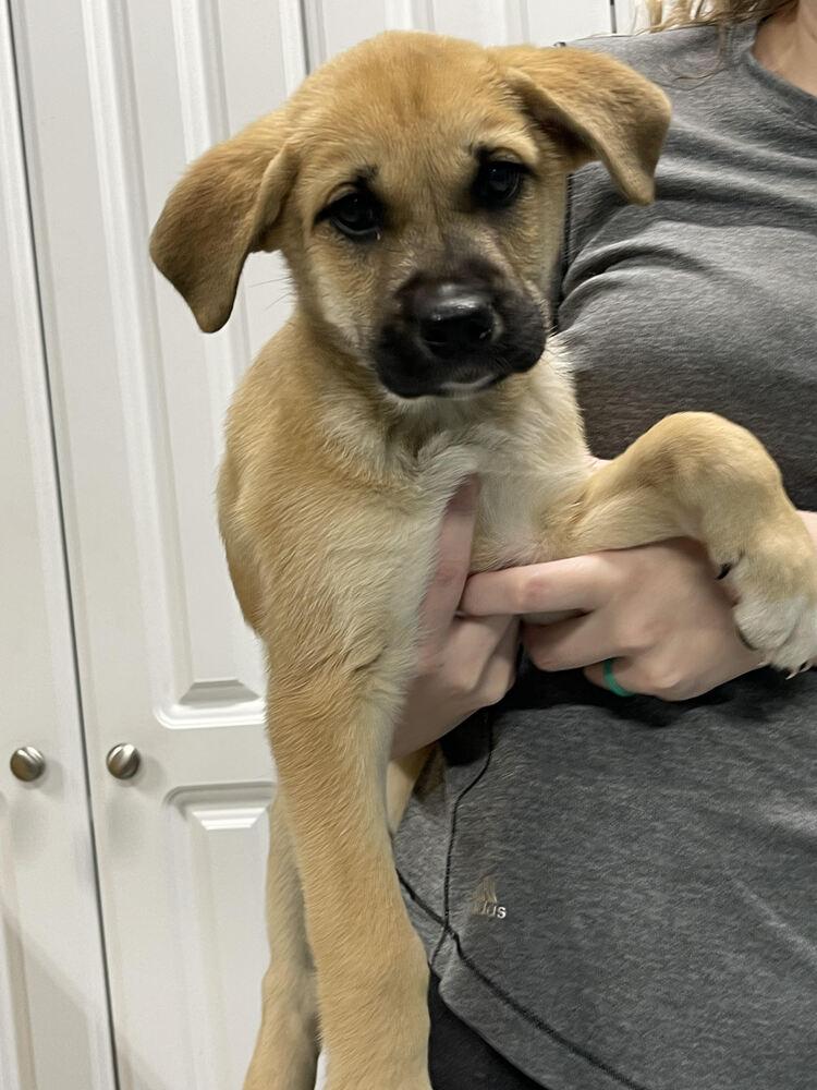 Bobo, Adoptable, Young Male Great Pyrenees & Shepherd.
