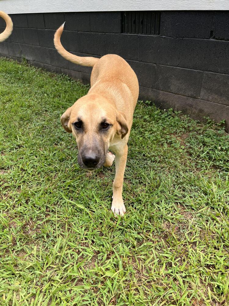 Enlarge Bobo, a Adoptable mixed breed in Chattanooga, TN image 2/4
