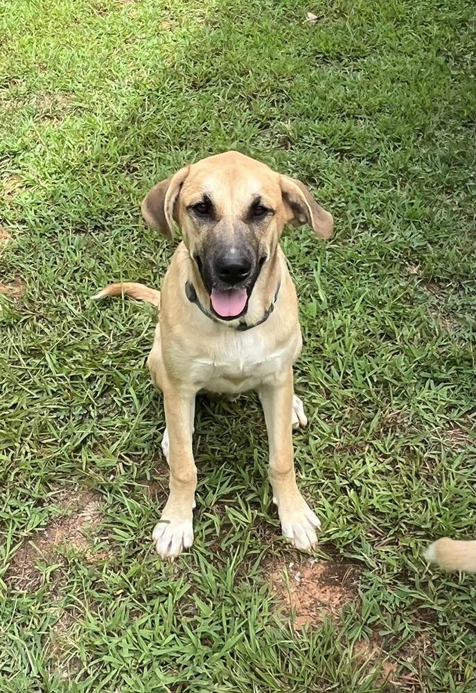 Enlarge Bobo, a Adoptable mixed breed in Chattanooga, TN image 3/4