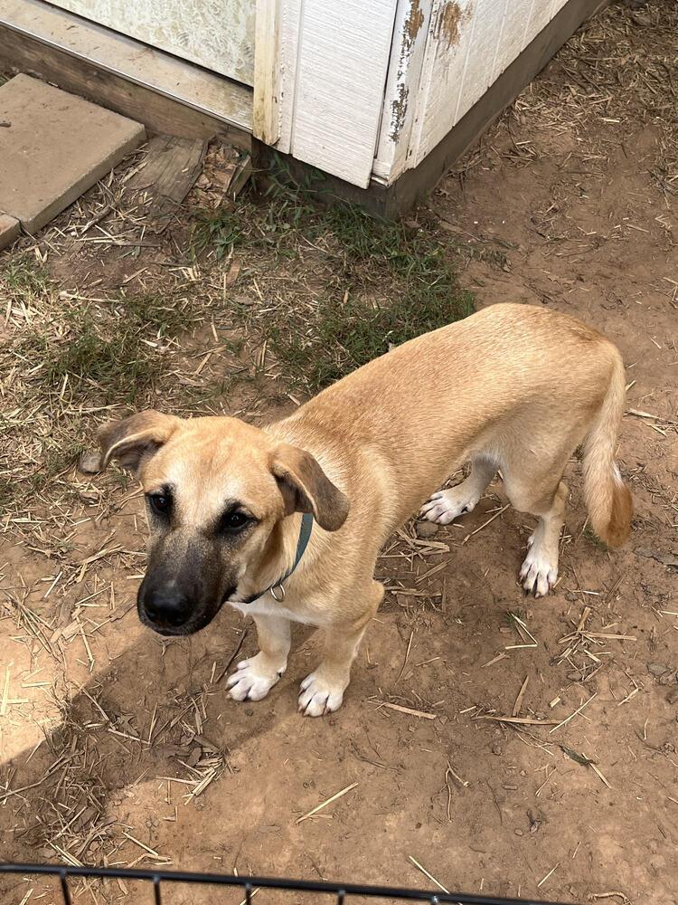 Enlarge Bobo, a Adoptable mixed breed in Chattanooga, TN image 4/4