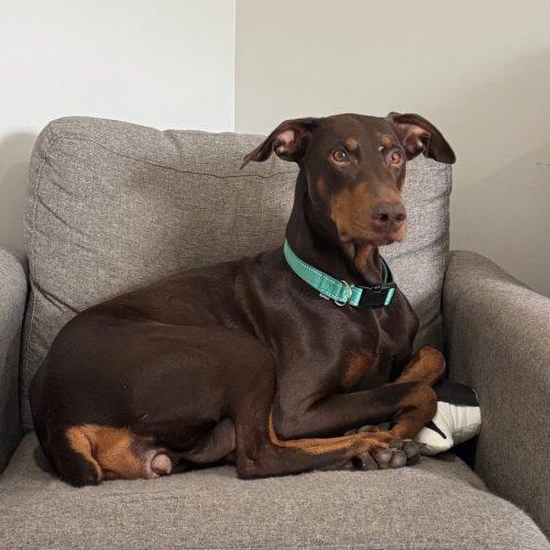 Ruby, ADOPTABLE, Adult Female Doberman Pinscher.