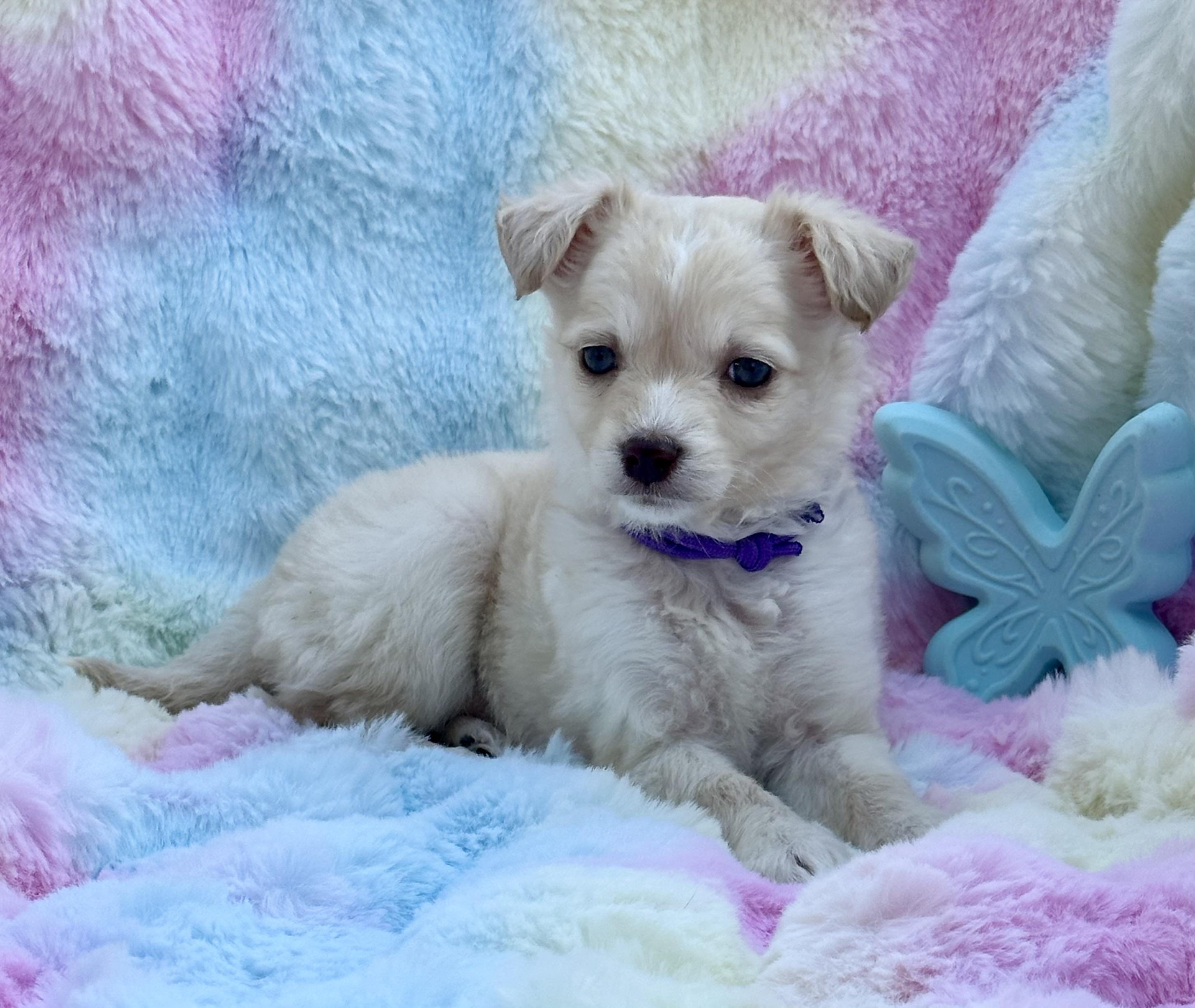 Frankie, adopted, Puppy Female Maltese & Chihuahua.