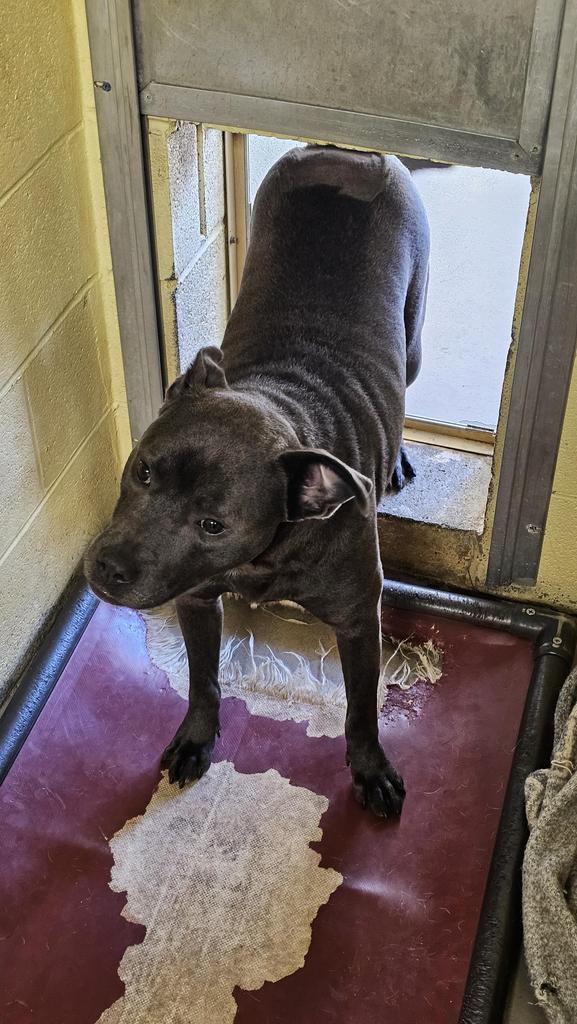 Enlarge HUEY, a Adoptable American Bulldog in Crossville, TN image 1/1