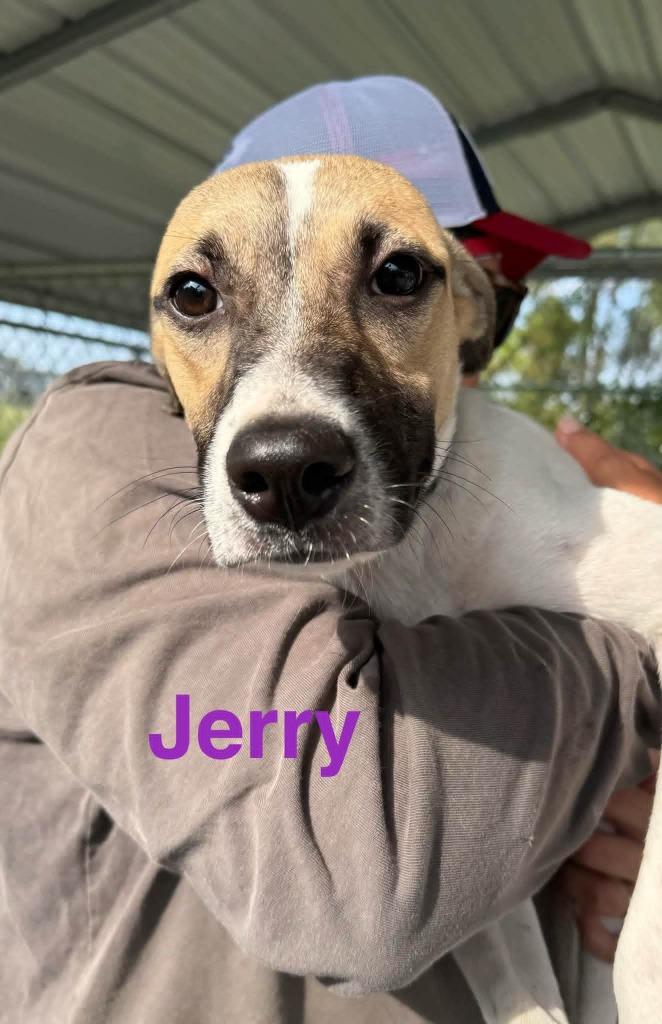 Enlarge Jerry, a Adoptable mixed breed in Camden, TN image 1/1