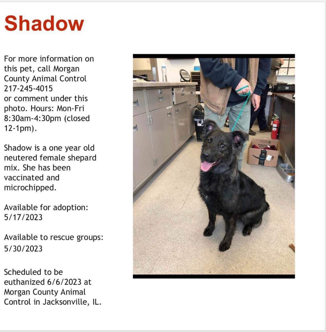 Shadow, Adopted, Young Female Shepherd.