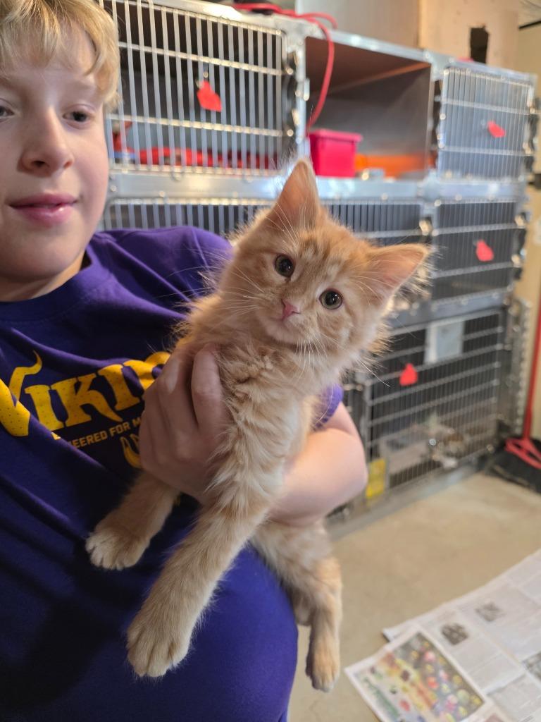 Chelsea nka Starlight, Adopted, Kitten Female Domestic Medium Hair.