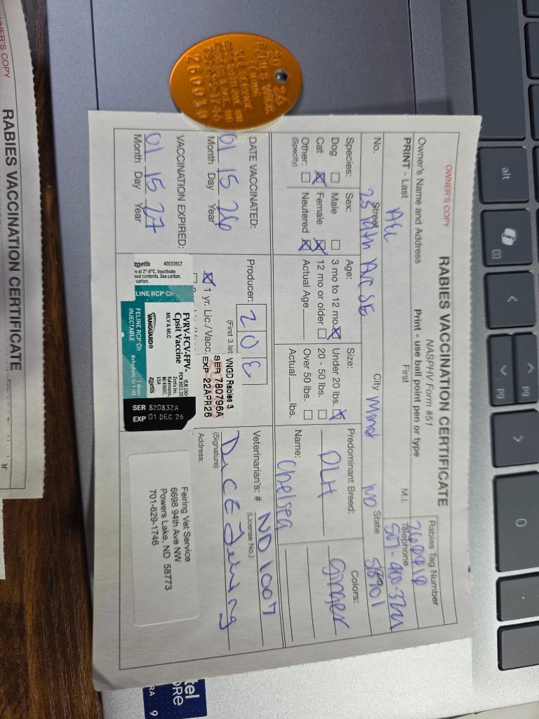 Chelsea nka Starlight, a Adopted mixed breed in Minot, ND image 2/4