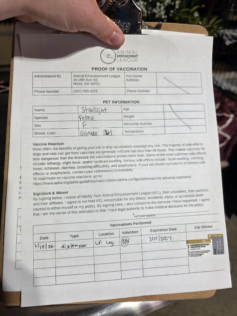 Chelsea nka Starlight, a Adopted mixed breed in Minot, ND image 3/4