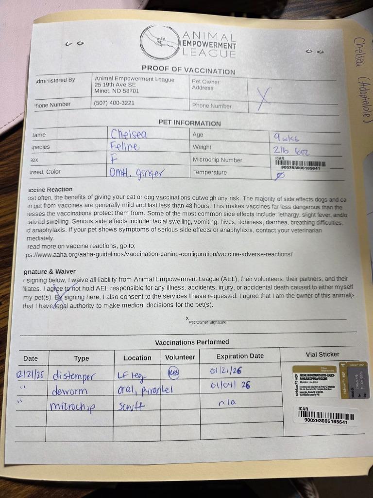 Chelsea nka Starlight, a Adopted mixed breed in Minot, ND image 4/4