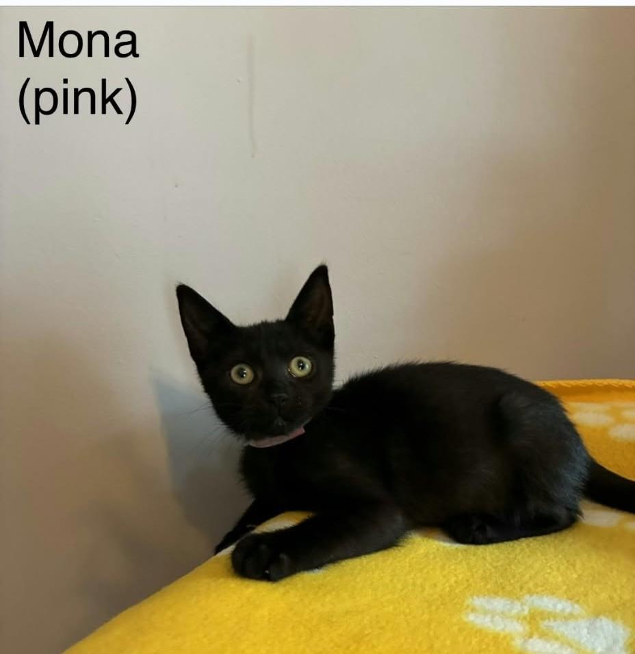 Enlarge Mona, a Adoptable mixed breed in Wyandotte, MI image 1/1