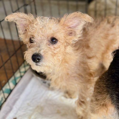 Tanner, Adoptable, Puppy Male Miniature Schnauzer & Mixed Breed.