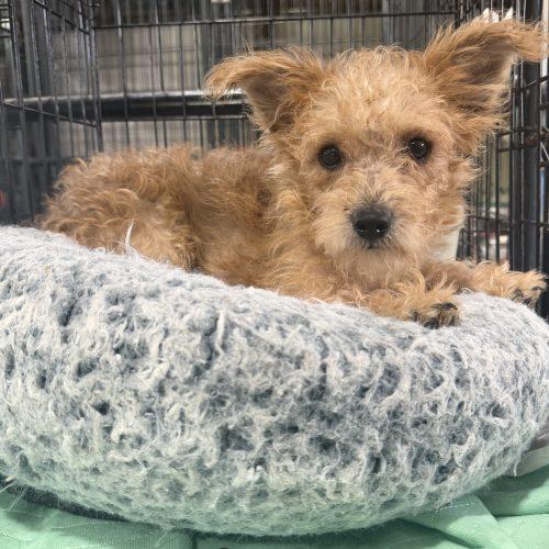 Enlarge Tanner, a Adoptable mixed breed in Matthews, IN image 2/6
