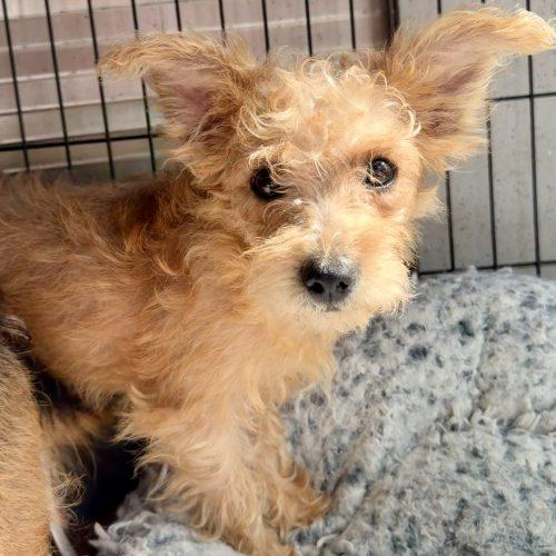 Enlarge Tanner, a Adoptable mixed breed in Matthews, IN image 3/6
