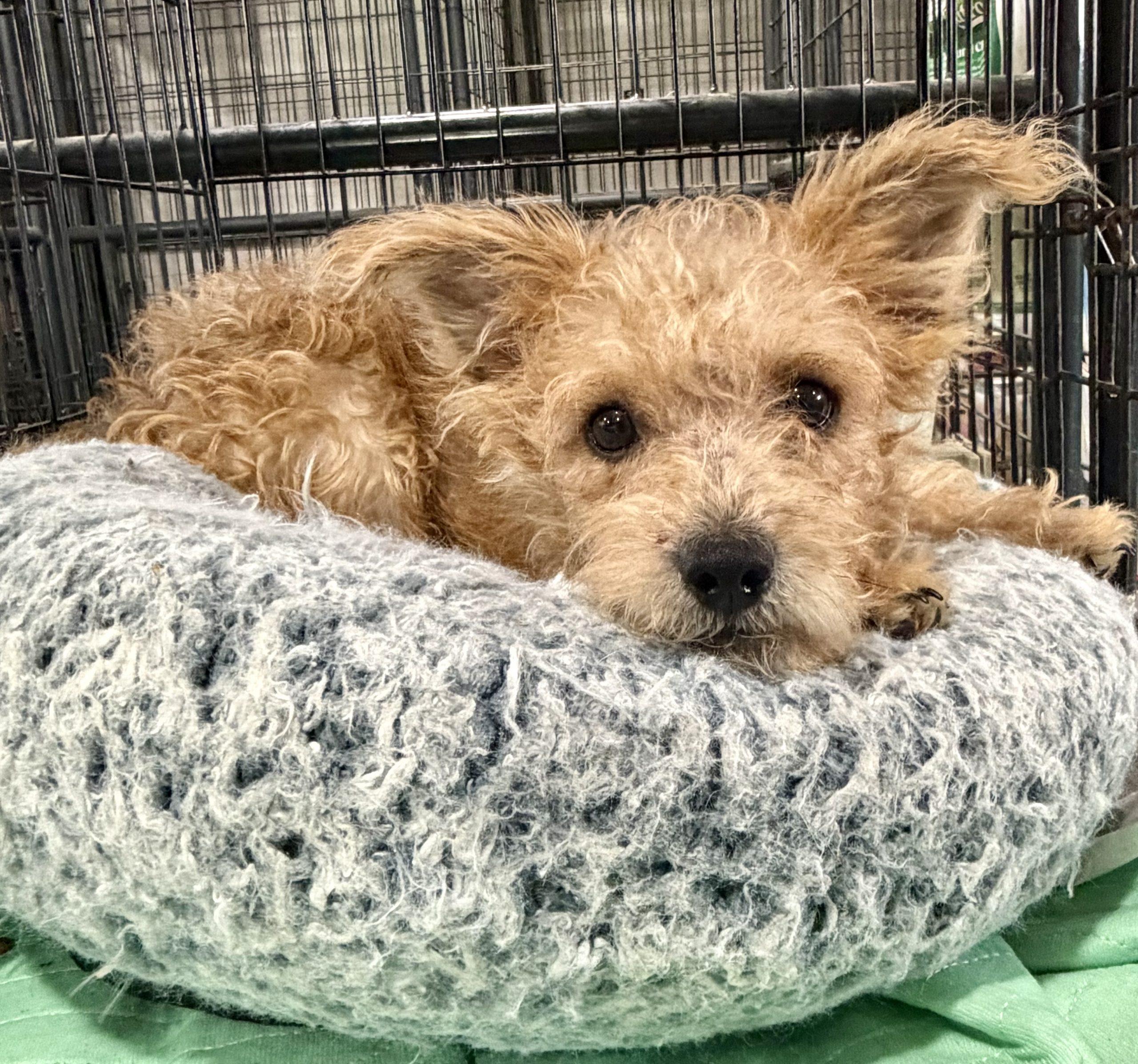 Enlarge Tanner, a Adoptable mixed breed in Matthews, IN image 4/6