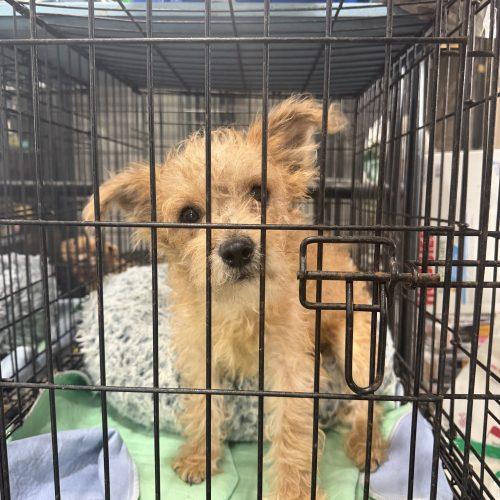 Enlarge Tanner, a Adoptable mixed breed in Matthews, IN image 5/6